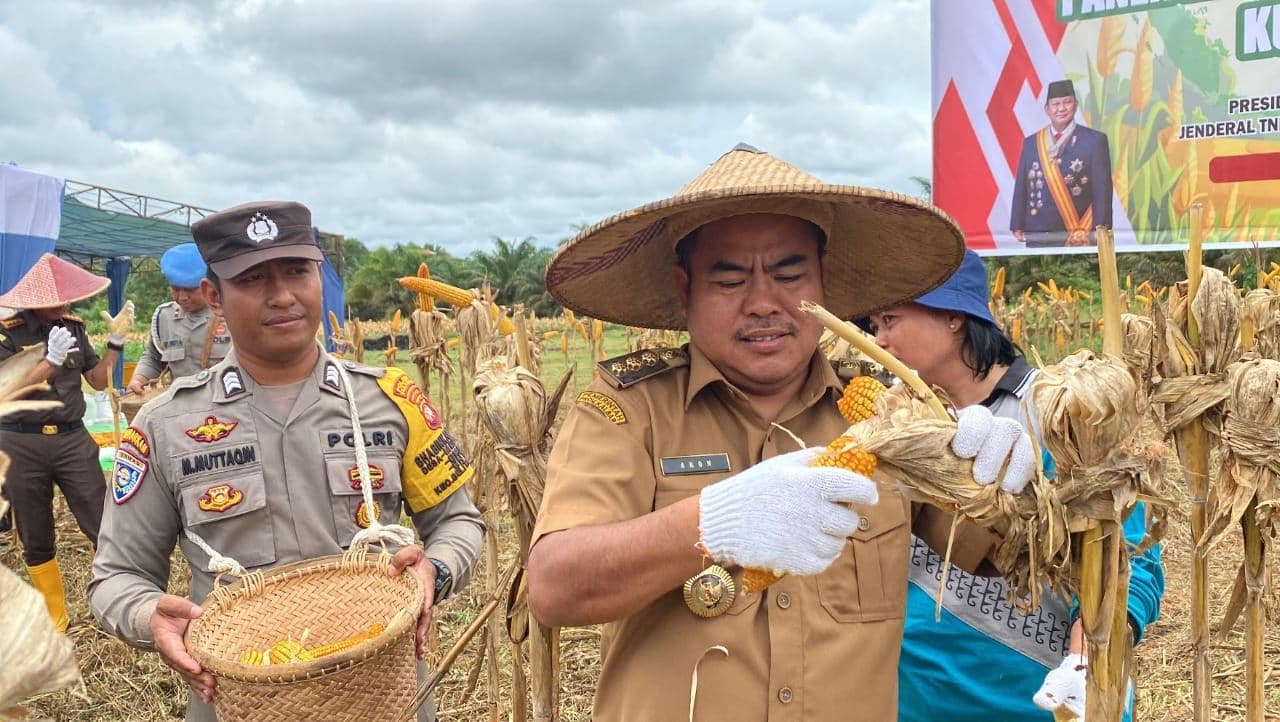 PT Parna Agromas Panen Perdana Jagung, Sukseskan Program Ketahanan Pangan Nasional di Sekadau
