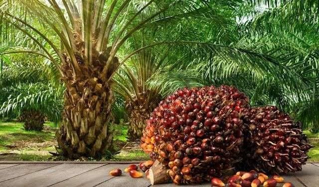 Sawit Kalbar Naik Daun, Harga TBS Tembus Rp3.468 per Kilo