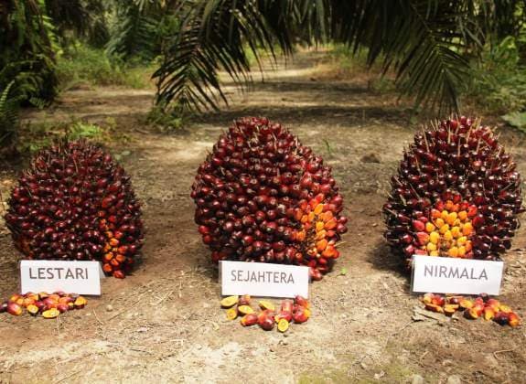 Harga Sawit Sumbar Naik, TBS Mitra Tembus Rp3.549 per Kg