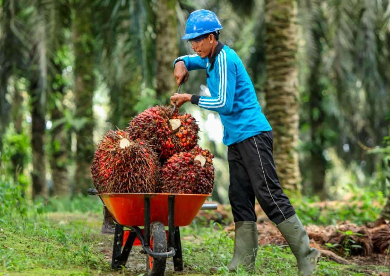Harga TBS Sawit Kalbar Periode IV Juli 2025 Ditetapkan: Usia 10-20 Tahun Tertinggi