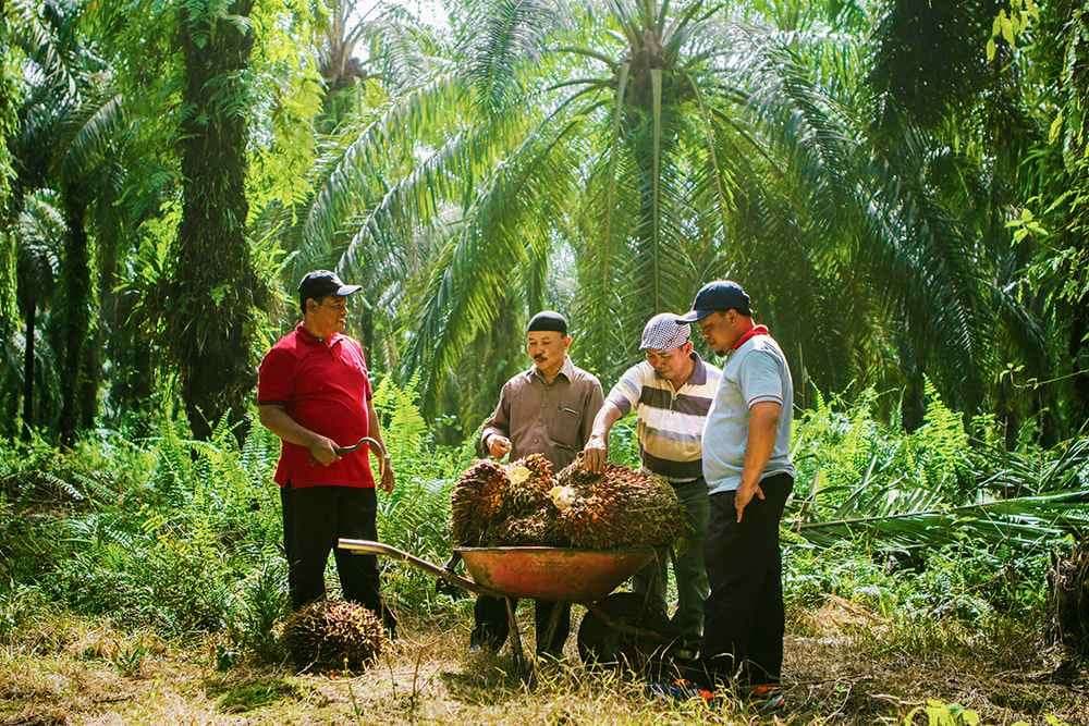 Industri Sawit: Aset Kunci Ketahanan Ekonomi dan Pembangunan Daerah