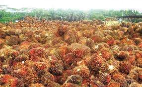 Harga Sawit Disepakati, Kepastian Baru bagi Pekebun Kalbar