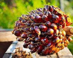 Harga TBS Kelapa Sawit di Kalbar Periode Awal Juni 2025 Ditetapkan Rp 3.086,66 per Kg untuk Usia Produktif