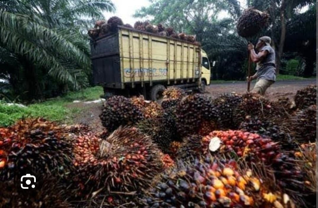 Harga TBS Kelapa Sawit di Kalimantan Barat Periode Juli 2025 Resmi Ditetapkan