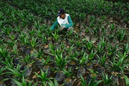 Kementan Tancap Gas Hilirisasi Sawit: Target 100 Juta Ton CPO, Dorong Energi Hijau Nasional