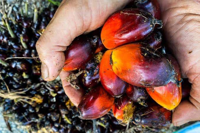 Harga TBS Sawit di Kalimantan Barat Periode IV Agustus 2025 Naik, Tembus Rp3.449 per Kilogram