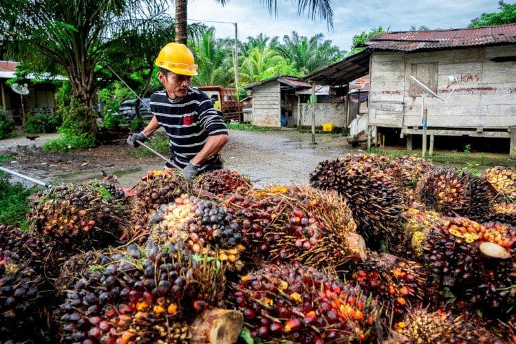 Sawit Tumbuh, Uang Mengalir: Replanting Rp463 Miliar yang Mengubah Wajah Sumbar