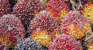 Sawit Malaysia Meleset, Harga CPO Menggeliat, Siap-siap RM4.600 per Ton di Awal 2026