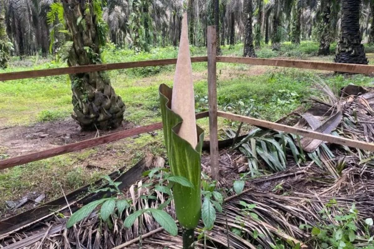 Empat Bunga Bangkai Raksasa Muncul Serentak di PT Mustika Sembuluh