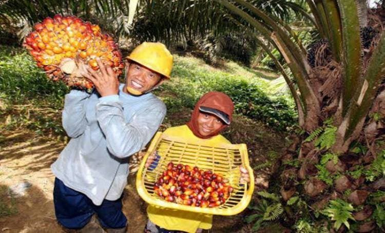 Dosen UI Ingatkan: Sawit Berkelanjutan Linier dengan Kesejahteraan Petani dan Buruh