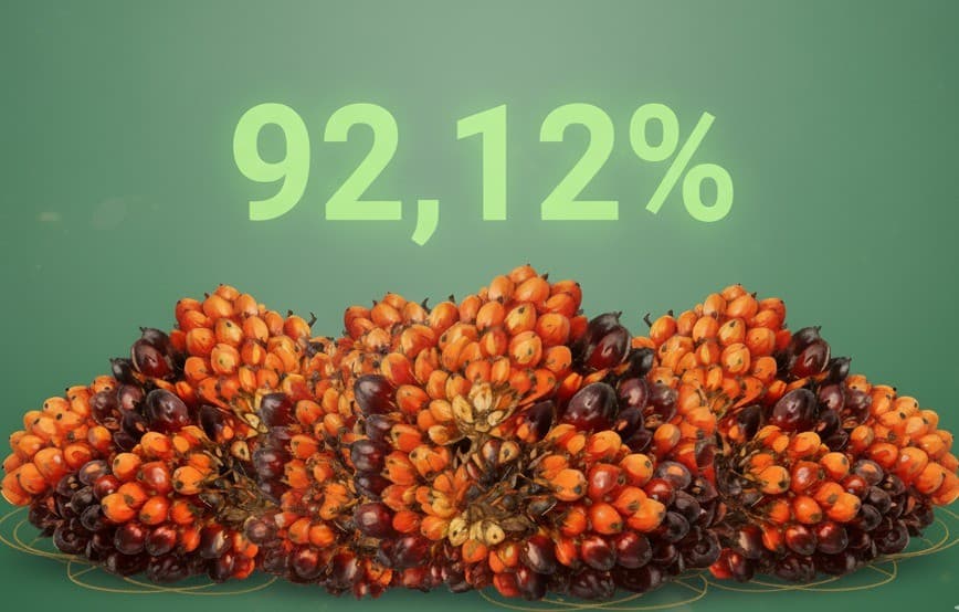 Harga TBS Sawit Kalbar Bikin Semangat Petani, Tembus Rp 3.416